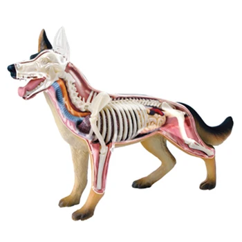 Анатомическая модел на животното, 4D, играчка за сглобяване на интелект куче, Обучение анатомическая модел, техника 