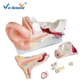 Усъвършенстван модел на човешкото ухо от PVC с медицинска физиология за обучение на студенти